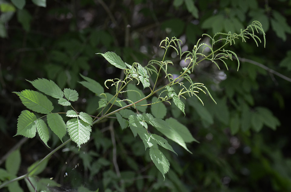 Aruncus dioicus / Barba di capra